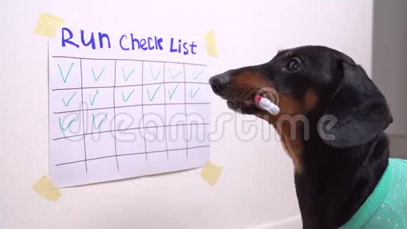 Dachshund狗在训练中用慢跑来标记一天视频的预览图