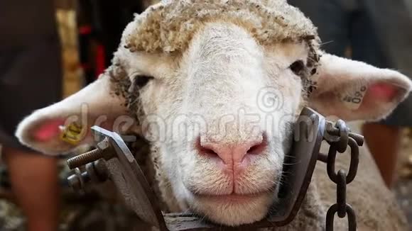羊脸特写因为它耐心地等待着被修剪动物被固定在一个金属支柱中手持夹子视频的预览图