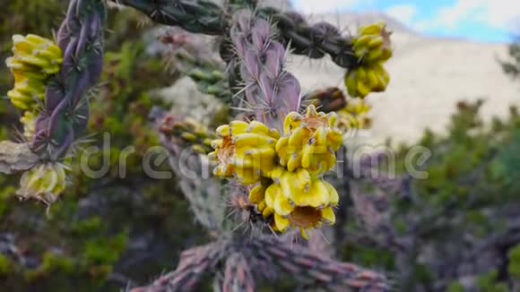 美国西部和西南的Cacti乔木花冠手杖花冠圆柱状或小枝状视频的预览图