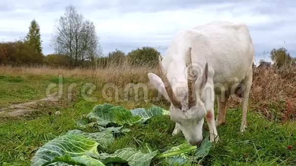 白角山羊吃白菜叶摇摇头阴天的草地上的山羊视频的预览图