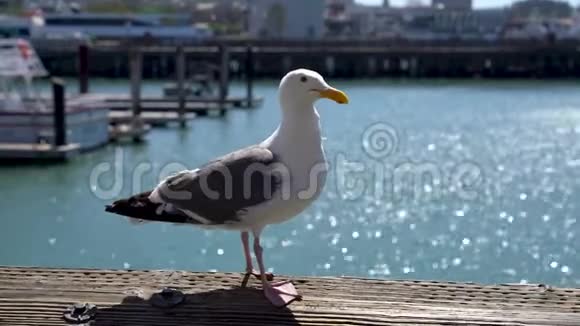 海鸥站在39号码头的长凳上渔夫了美国加利福尼亚州旧金山的码头视频的预览图