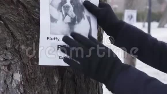 在冬天的手套里把丢失的狗广告挂在树上圣伯纳德主人在寻找丢失的宠物视频的预览图