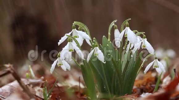 春雨时森林中白雪公主的花视频的预览图
