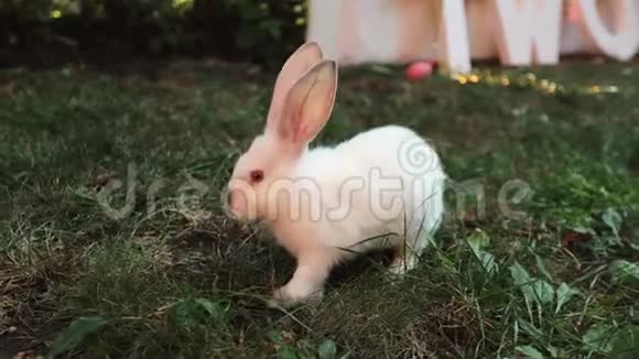 白兔在草丛里挖东西找食物慢动作视频的预览图