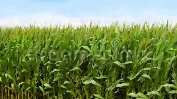 玉米地的边缘玉米秸秆树叶和流苏在微风中挥舞农场农业概念中的复制空间视频的预览图