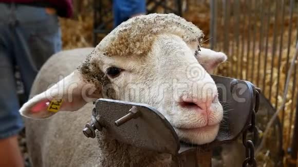 羊脸特写因为它耐心地等待着被修剪动物被固定在一个金属支柱中夹子是手持的视频的预览图