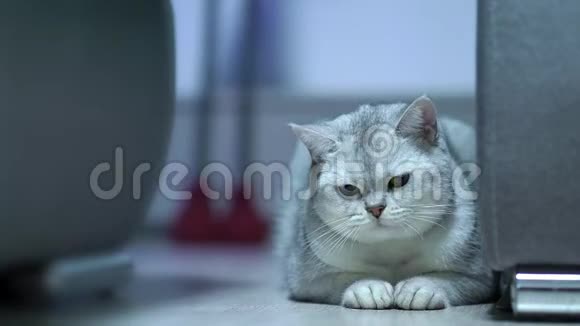懒惰的苏格兰直银琴奇拉猫玩玩具视频的预览图
