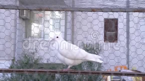 白鸽坐在笼子外面的架子上视频的预览图