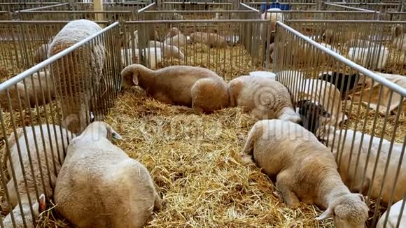羊在大仓里的许多围栏里平静地躺在稻草上手持的视频的预览图