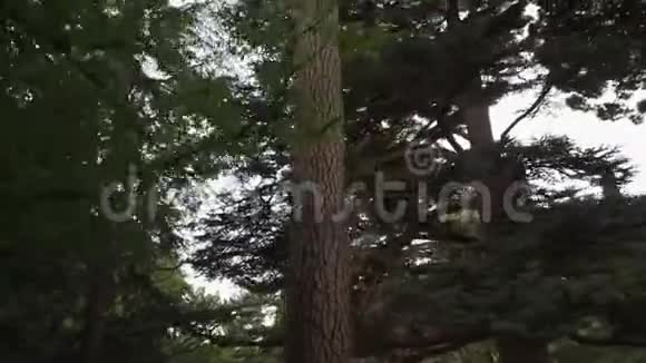 从原始的Stadicam镜头拍摄在森林里茂密的高大树木下运动下角度视频的预览图