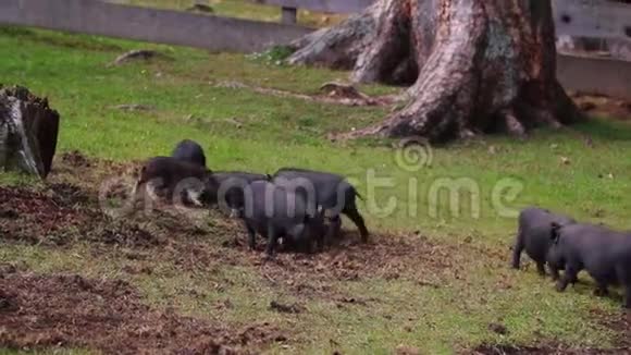 草地上的一群小猪他们玩有趣可爱的猪挖掘地面生物动物健康友谊生命的概念视频的预览图