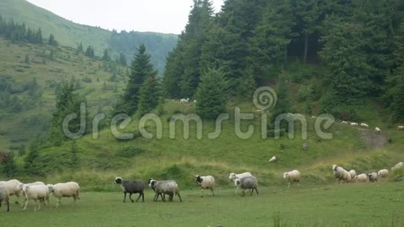 格拉泽土地上的四足绵羊哺乳动物视频的预览图