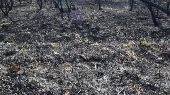 森林里春火过后被烧焦的泥土和树干黑色的烧焦的田野有新鲜的新草芽愚蠢的种植视频的预览图