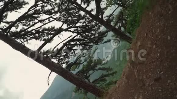 拍摄SteadicamRoll360山的美丽景观一片松树林慢动作视频的预览图
