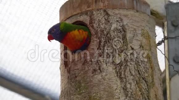一只彩虹小鹦鹉从鸟舍里往外看然后躲起来五颜六色的鹦鹉从澳大利亚飞来视频的预览图