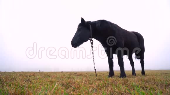 一匹黑马一大早在一片雾蒙蒙的田野里吃草早晨的气氛视频的预览图