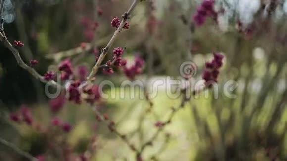 春天灌木丛上的红芽视频的预览图