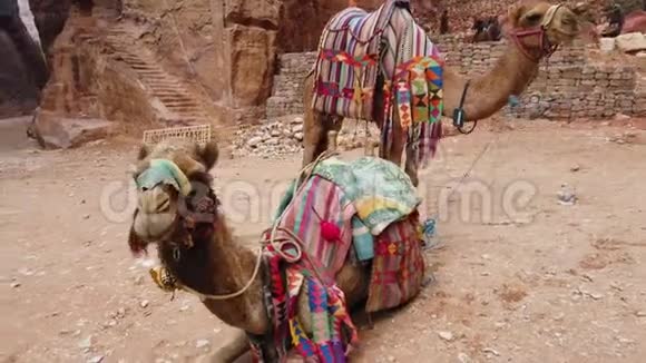 一只骆驼坐在佩特拉古城的地上视频的预览图