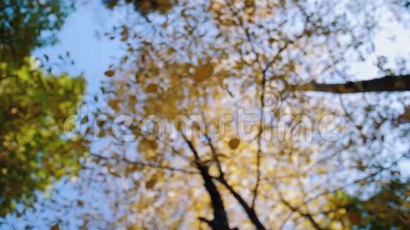 秋天林中落下的黄桦叶慢行视频的预览图