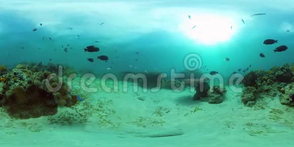 珊瑚礁和热带鱼水下360VR菲律宾Camiguin视频的预览图