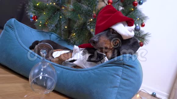 办公室聚会后戴着圣诞帽的可爱的狗dachshund躺在床上在圣诞树的背景下宿醉视频的预览图