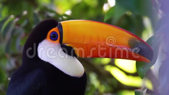 一只美洲热带鸟类巨嘴鸟的特写镜头视频的预览图