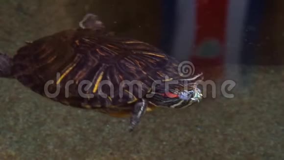 南美和墨西哥流行的热带爬行动物物种一只红色的滑头海龟在水中游泳的特写镜头视频的预览图