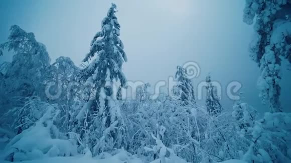 雪覆盖着野生松树冬季北方寒冷的冰冻森林视频的预览图