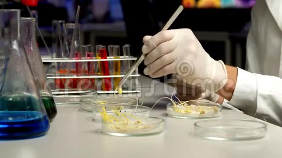 科学家在培养皿中分类芽视频的预览图