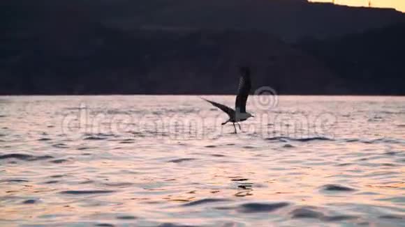 海鸥在夕阳的灯光下飞过海面在山峦的背景上慢动作视频的预览图