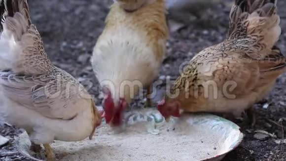 吃稻壳的雄鸡视频的预览图