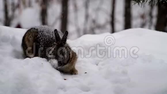 雪鞋兔美洲豹或各种野兔在冬天降雪时在雪中觅食手持特写剪辑视频的预览图