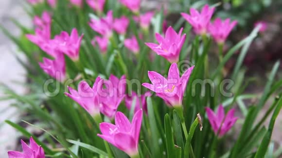 清新的粉红色雨百合花滴着水滴五颜六色的甜花盛开在自然花园里视频的预览图
