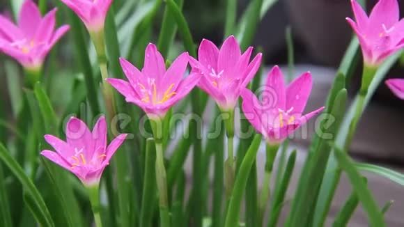 粉红色的雨百合花水滴五颜六色的甜花盛开在自然花园里视频的预览图