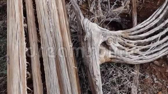 卡蒂阿利桑那死亡的巨型萨加罗仙人掌已经腐烂下降在器官管仙人掌国家纪念碑卡内基吉甘特亚视频的预览图