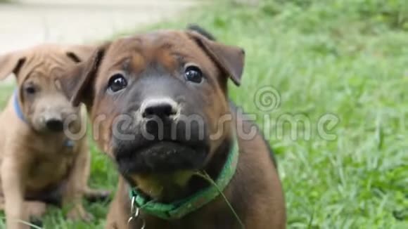 有趣的小狗跳绿色草地背景视频的预览图