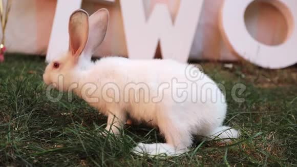 白兔在草丛里挖东西找食物慢动作视频的预览图