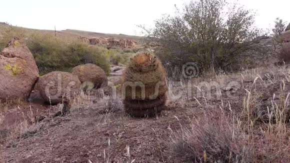 亚利桑那州卡蒂加利福尼亚桶形仙人掌指南针桶形仙人掌仙人掌在沙漠中的石头上生长视频的预览图