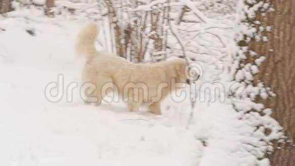 黄金猎犬的白狗在冬天的童话森林里繁殖一天下雪了视频的预览图