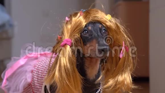 一只戴着红色假发带有多种颜色发夹的狗的肖像视频的预览图