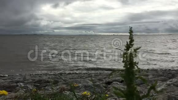 东弗里斯亚奥斯特弗里斯兰的石质北海海岸北德国可以看到荷兰和前景的鲜花视频的预览图