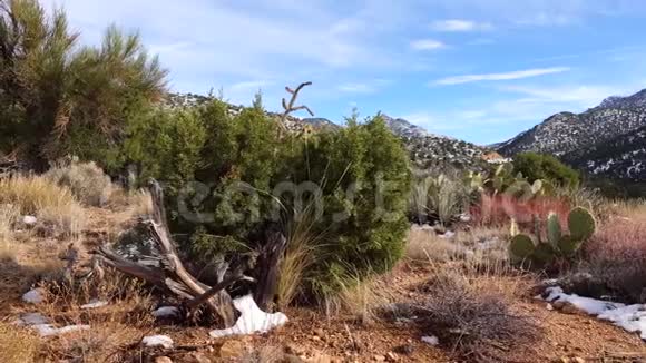 雪中的山脉亚利桑那山脉中的雪旋风和冰雹的后果沙漠植物和仙人掌受罪视频的预览图