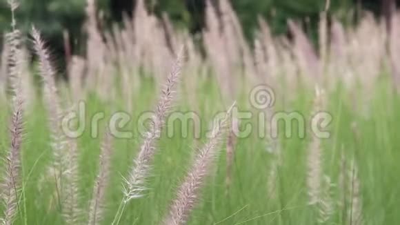 微风吹过草地上盛开的针状草花视频的预览图