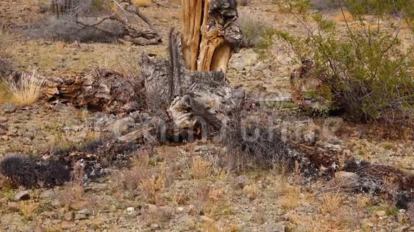 卡蒂死于亚利桑那州沙漠环境问题气候变化和异常天气枯死的干茎视频的预览图