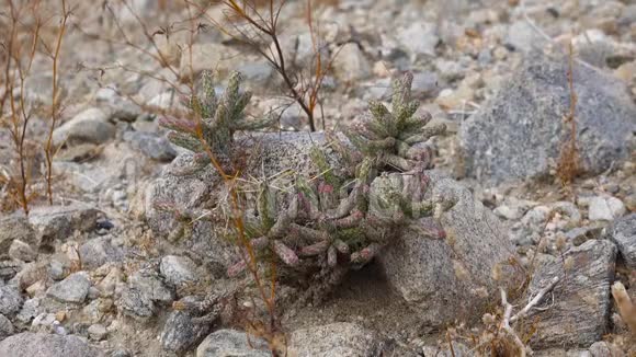 加利福尼亚的沙漠植物自然界的肉质植物视频的预览图