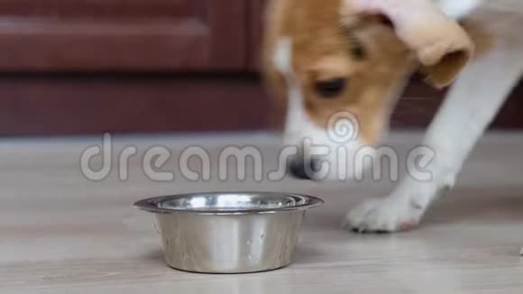 可爱的小猎犬在碗里吃东西关门视频的预览图