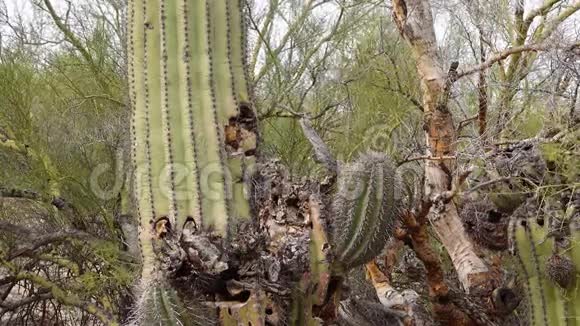 菲尼克斯附近亚利桑那州沙漠中大型仙人掌萨古罗仙人掌卡耐基亚吉甘特亚的死亡视频的预览图