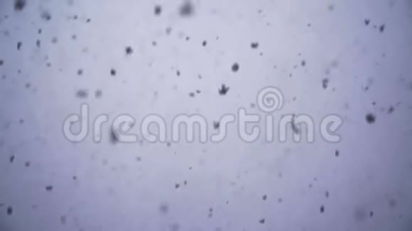 特写慢动作从天而降大片的雪花冬天的天气很冷在单音背景下视频的预览图