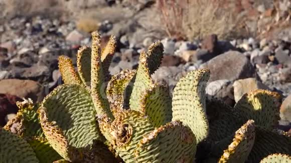 加州的卡蒂兔耳刺梨果沙漠中的冬天在阳光下变红视频的预览图