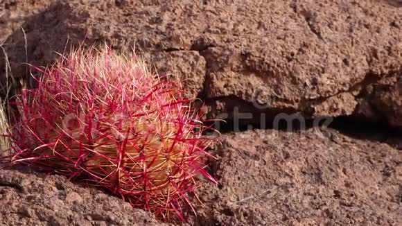 亚利桑那州卡蒂加利福尼亚桶形仙人掌指南针桶形仙人掌仙人掌在沙漠中的石头上生长视频的预览图
